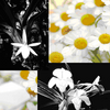 Bloemen Avatars 