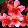 Bloemen Avatars 