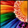 Bloemen Avatars Regenboog Kleuren Bloem