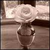 Bloemen Avatars 