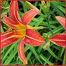 Bloemen Avatars 