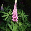Bloemen Avatars Plant Lupine In Volle Bloei