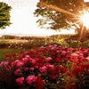 Bloemen Avatars 