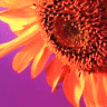 Bloemen Avatars 