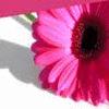 Bloemen Avatars 