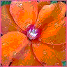 Bloemen Avatars 