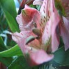 Bloemen Avatars 