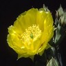 Bloemen Avatars 