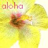 Bloemen Avatars Avatar Bloem Geel Aloha