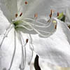 Bloemen Avatars 