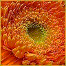 Bloemen Avatars 