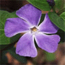 Bloemen Avatars 