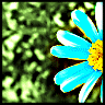 Bloemen Avatars 