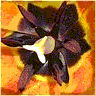 Bloemen Avatars 