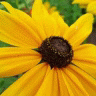 Bloemen Avatars 