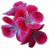 Bloemen Avatars 