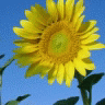 Bloemen Avatars 