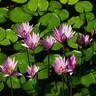 Bloemen Avatars 