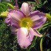 Bloemen Avatars 