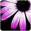 Bloemen Avatars Avatar Bloem Paars