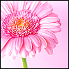 Bloemen Avatars 