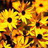 Bloemen Avatars 