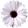 Bloemen Avatars 