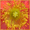 Bloemen Avatars 