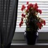 Bloemen Avatars 