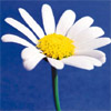 Bloemen Avatars 
