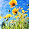 Bloemen Avatars 