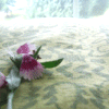 Bloemen Avatars 
