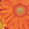Bloemen Avatars 