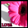 Bloemen Avatars 