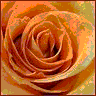 Bloemen Avatars 