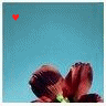 Bloemen Avatars 