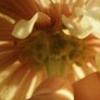 Bloemen Avatars 