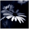 Bloemen Avatars 