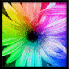 Bloemen Avatars Avatar Bloem Gerbera Regenboog