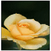 Bloemen Avatars 