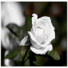 Bloemen Avatars 