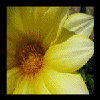 Bloemen Avatars Msn Plaatje Bloem Geel