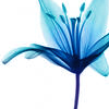 Bloemen Avatars 