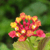 Bloemen Avatars 