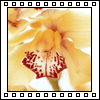 Bloemen Avatars 