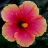 Bloemen Avatars 