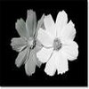 Bloemen Avatars 