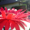 Bloemen Avatars 