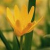 Bloemen Avatars 