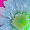 Bloemen Avatars 